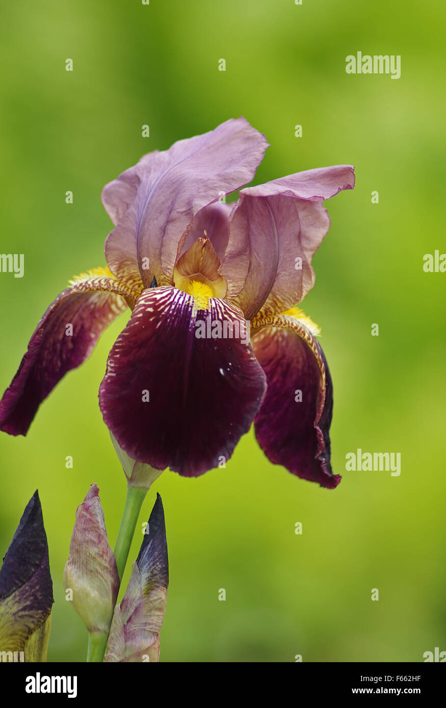 Elegant flower iris bright coloring. Stock Photo