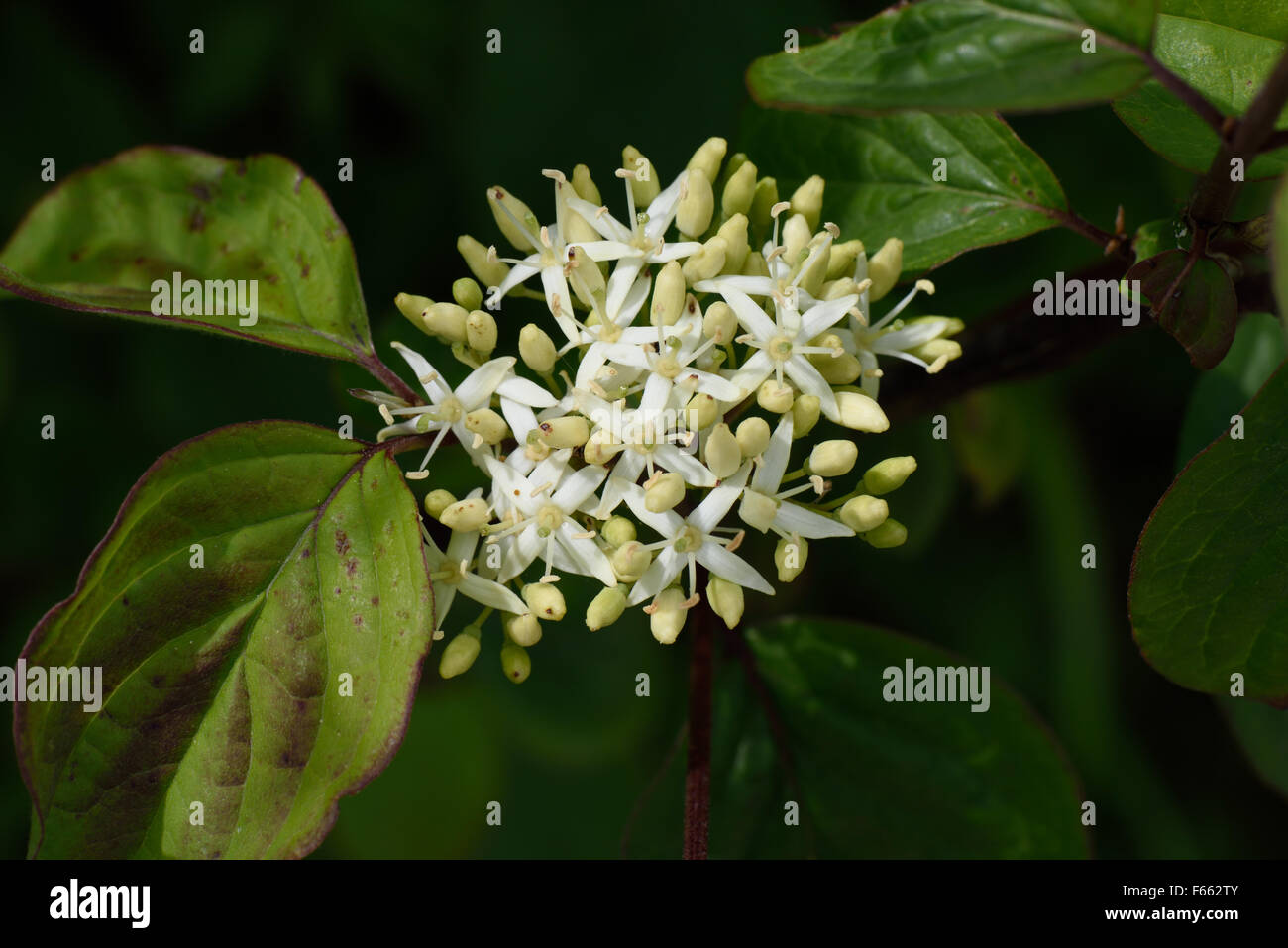 Flower and flower buds of a spindle tree, Euonymus europaeus, Berkshire, June Stock Photo