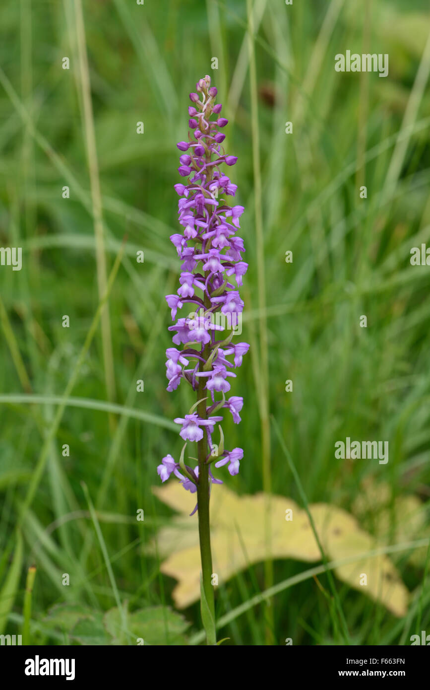 Opening flowerhead of a fragrant orchid, Gymnadenia conopsea, on chalk downland, Berkshire, June Stock Photo