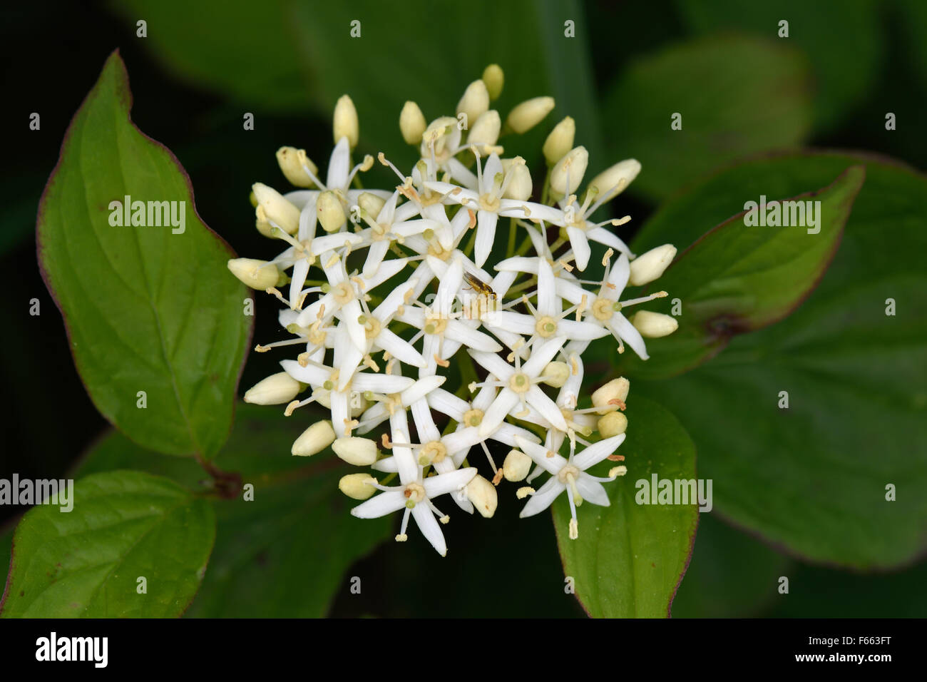 Flower and flower buds of a spindle tree, Euonymus europaeus, Berkshire, June Stock Photo