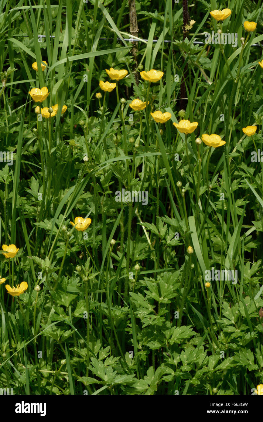 Field buttercup, Ranunculuis acris, flowers among grassland, Berkshire, June Stock Photo