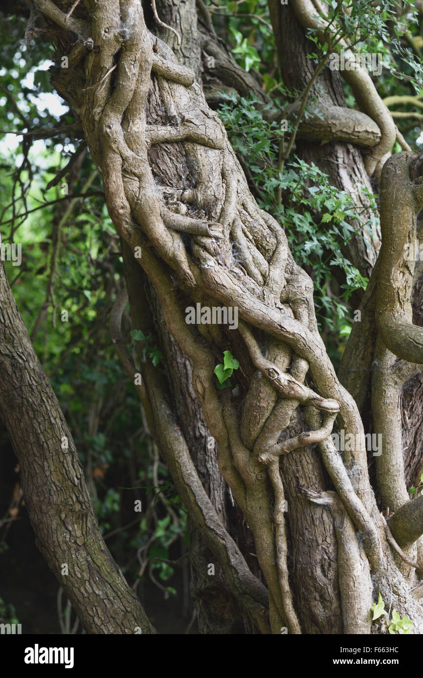 Large, old, thick, strangling, twined, tangled,  ivy, Hedera helix, stems around the trruck of a large hawthorn tree, Berkshire, Stock Photo