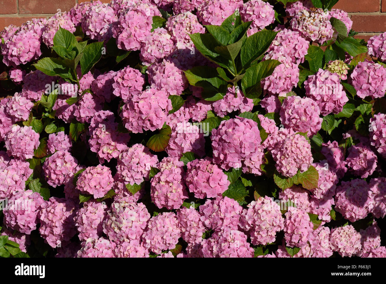 Pink mophead hydrangea, Hydrangea macrophylla, flowering, Berkshire, July Stock Photo