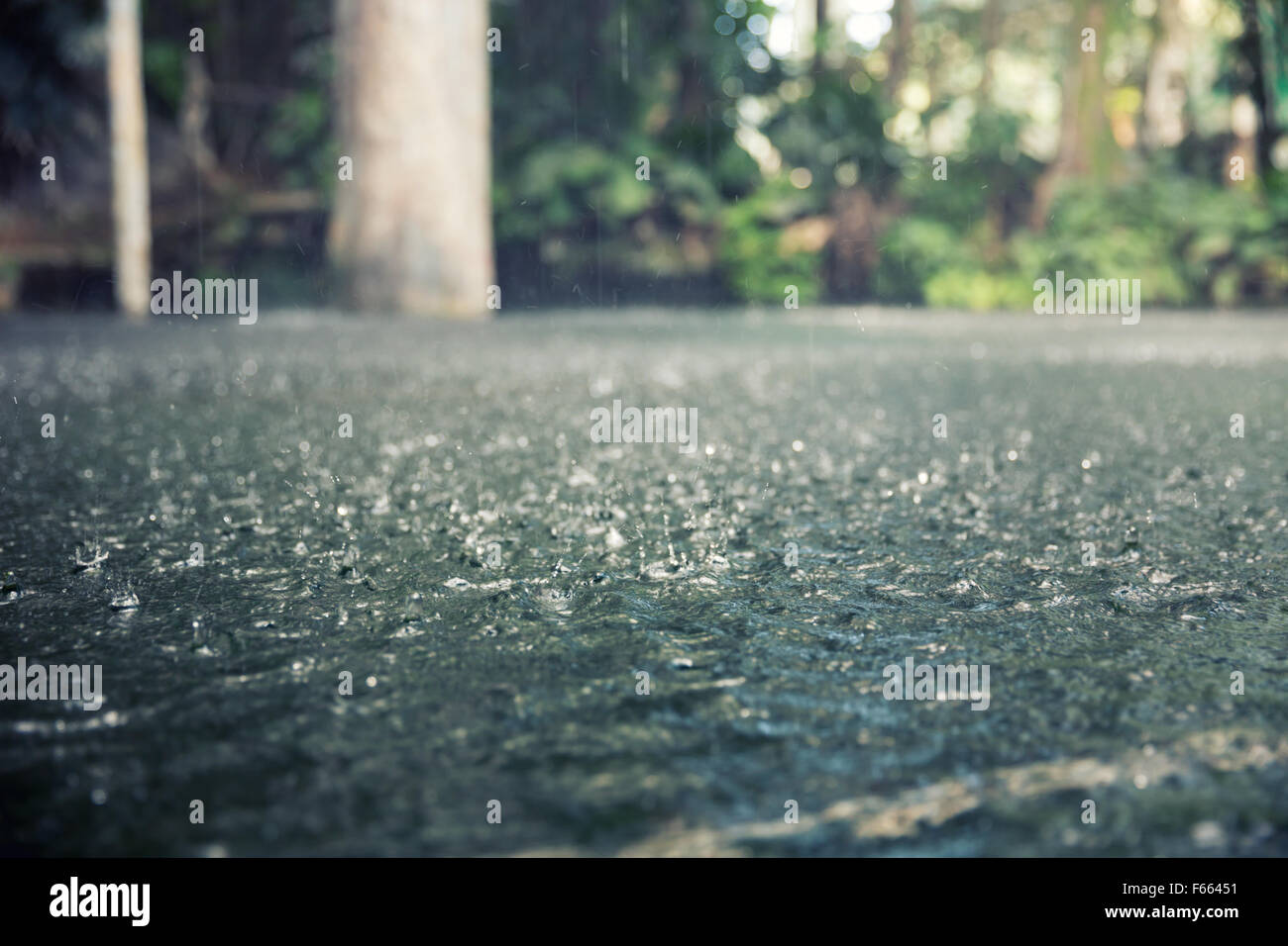 Drops of heavy rain in the tropical jungles Stock Photo