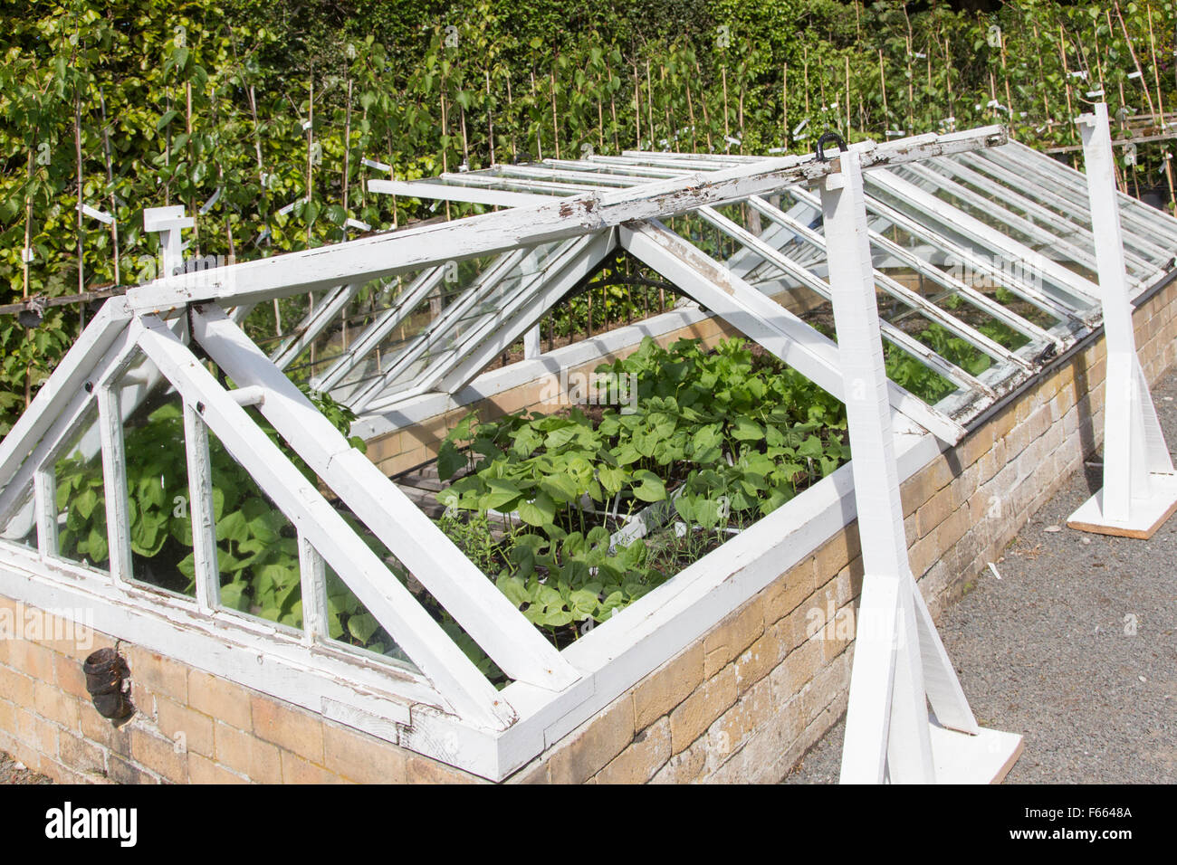 Cold frames on an allotment, England, UK Stock Photo