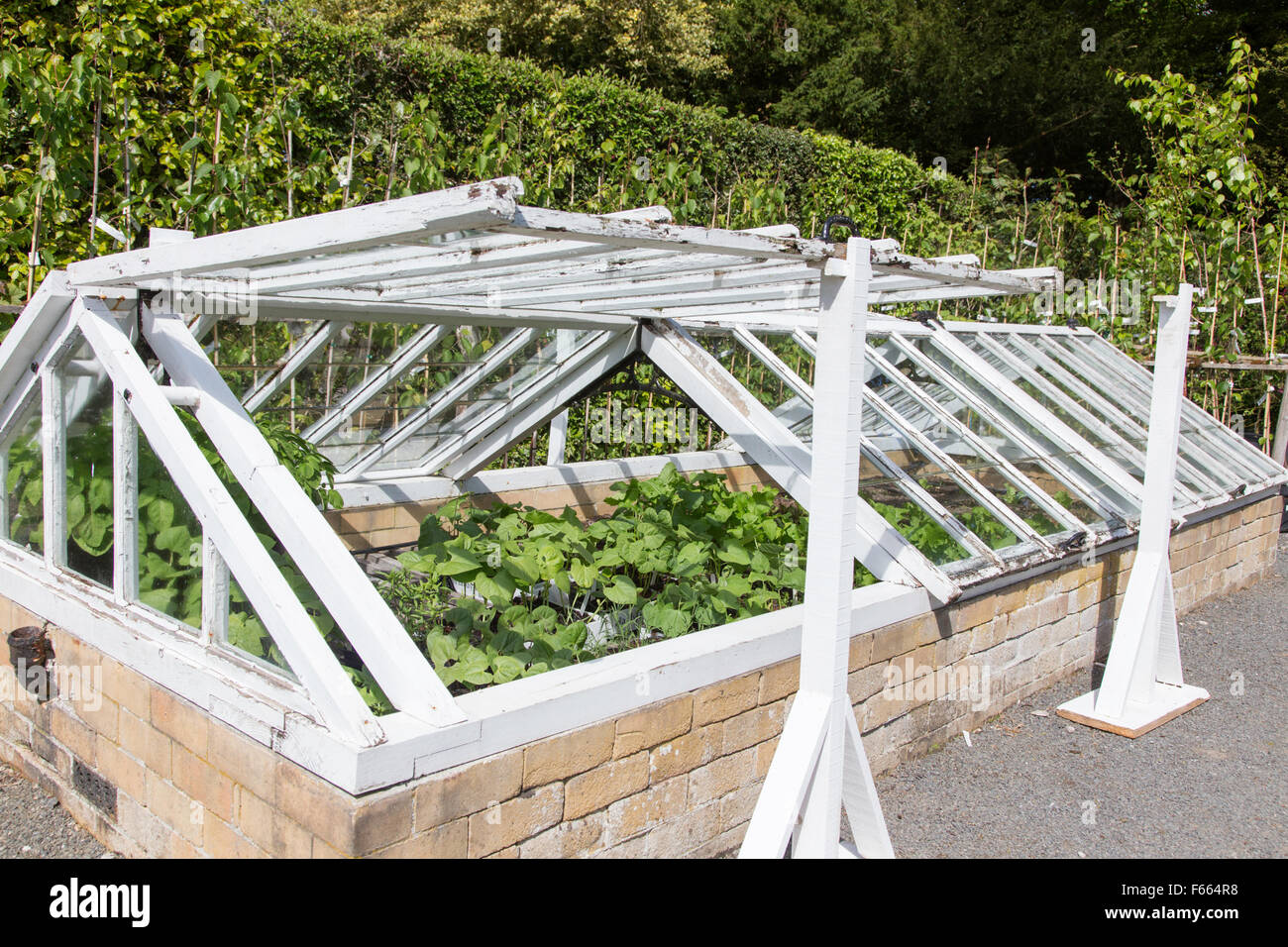 Cold frames on an allotment, England, UK Stock Photo