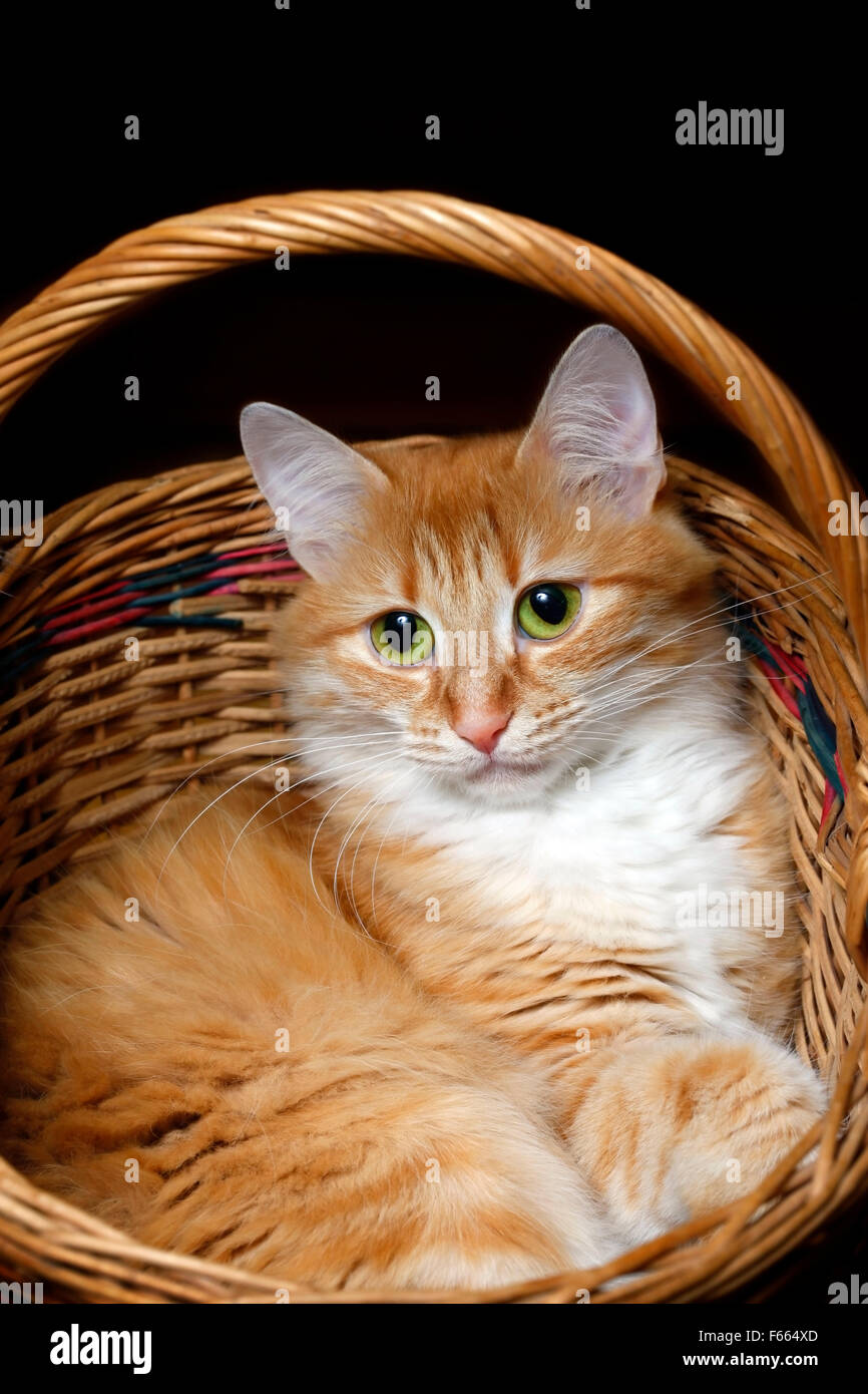 Portrait of a young red-haired cats in wicker basket Stock Photo