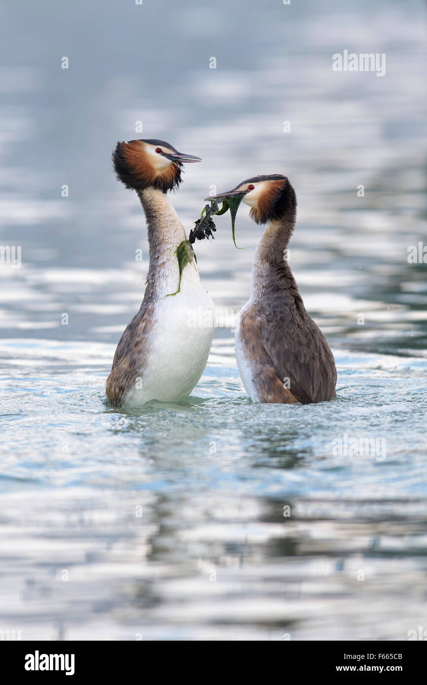 Great crested grebe (Podiceps cristatus), breeding pair, courtship display, presenting nesting material, Lake Constance Stock Photo