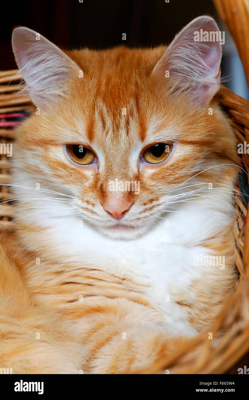 Portrait of a young red-haired cats Stock Photo