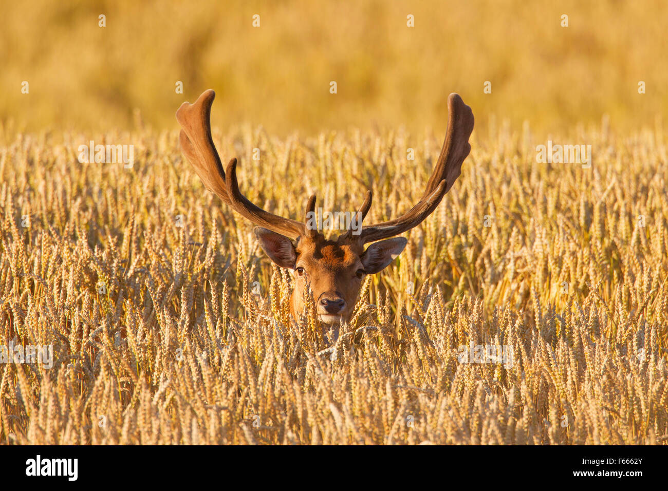 Fallow deer (Dama dama) buck with antlers covered in velvet in wheat field in summer Stock Photo
