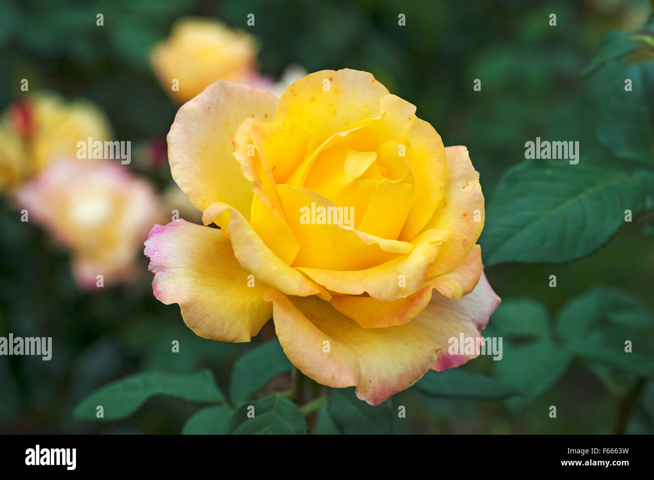 Blooming yellow rose (Rosa sp.), Bavaria, Germany Stock Photo