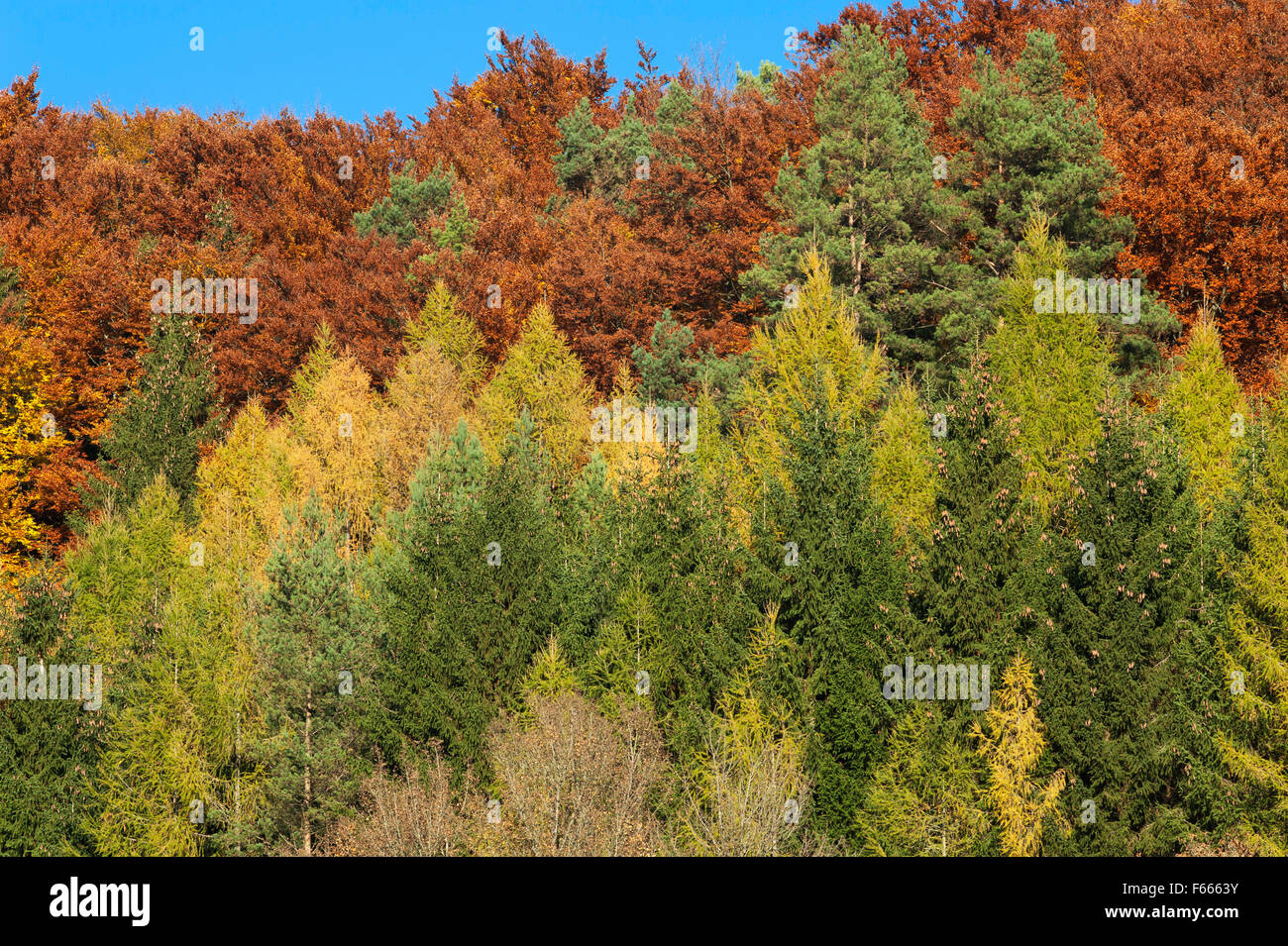 European larches (Larix decidua) and beech (Fagus sp.) trees, autumnal colours, Upper Franconia, Bavaria, Germany Stock Photo