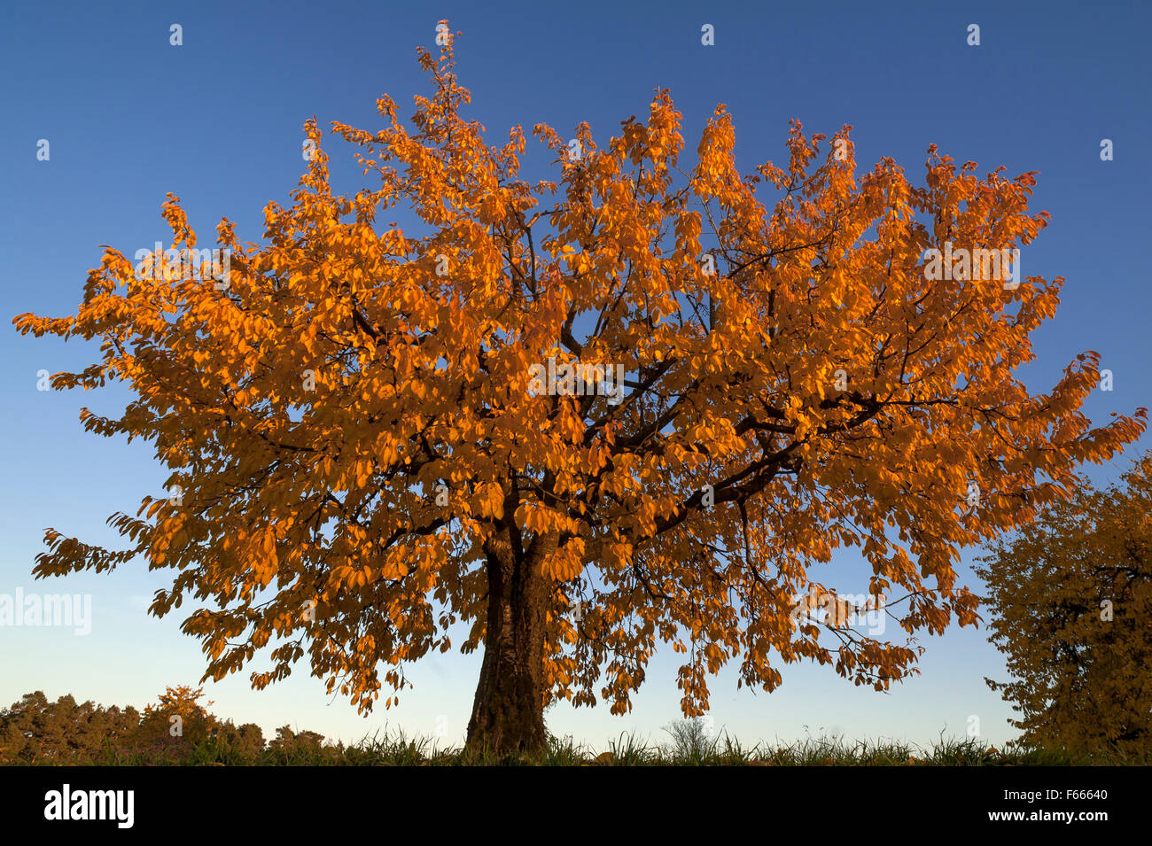 Wild cherry (Prunus avium) tree, autumnal colours, blue sky, Middle Franconia, Bavaria, Germany Stock Photo