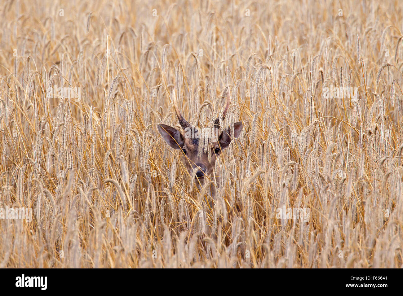 Fallow deer (Dama dama) young buck with small antlers in cornfield in summer Stock Photo