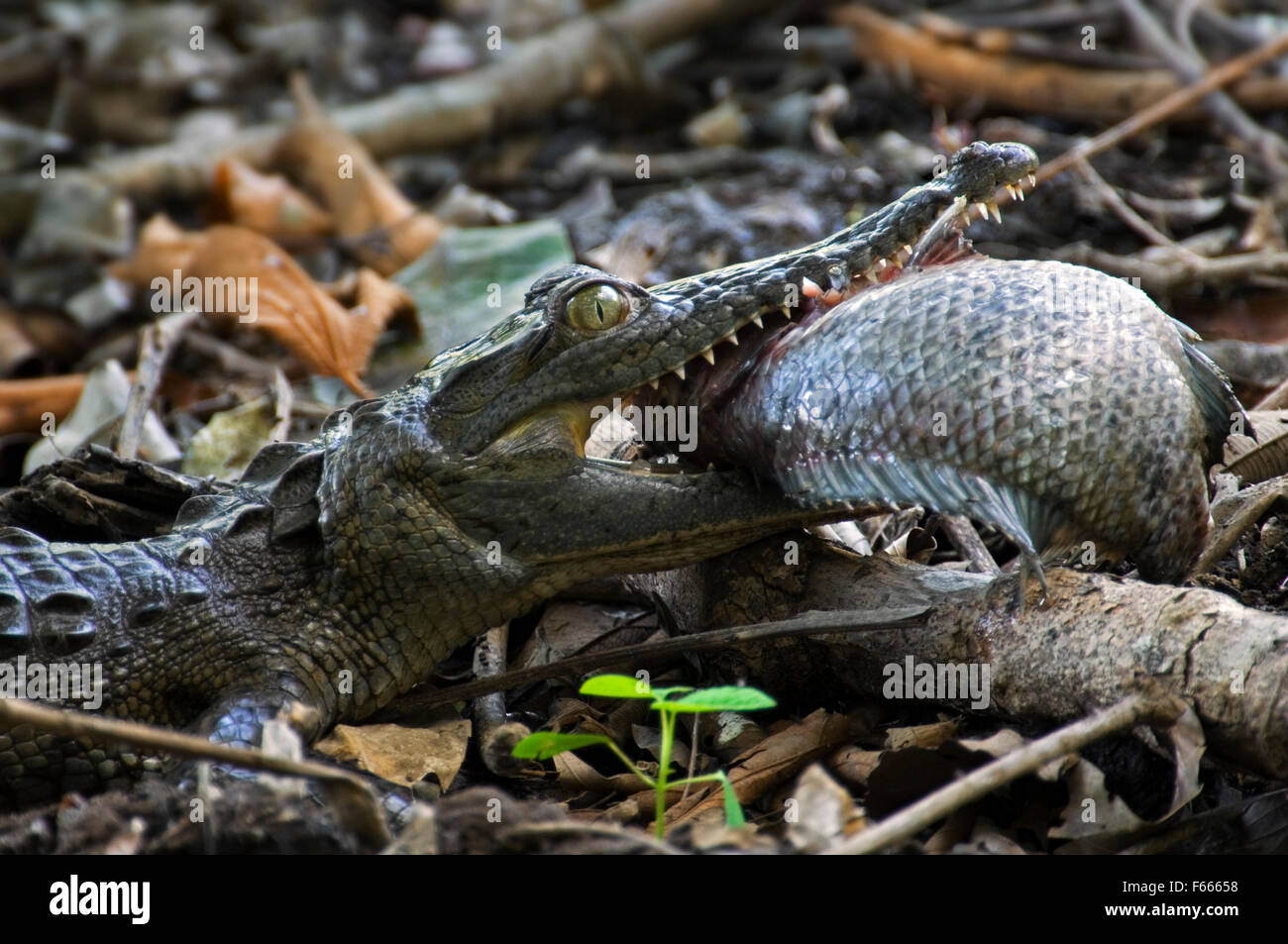 Spectacled caiman / white caiman / common caiman (Caiman crocodilus) swallowing fish, Costa Rica Stock Photo