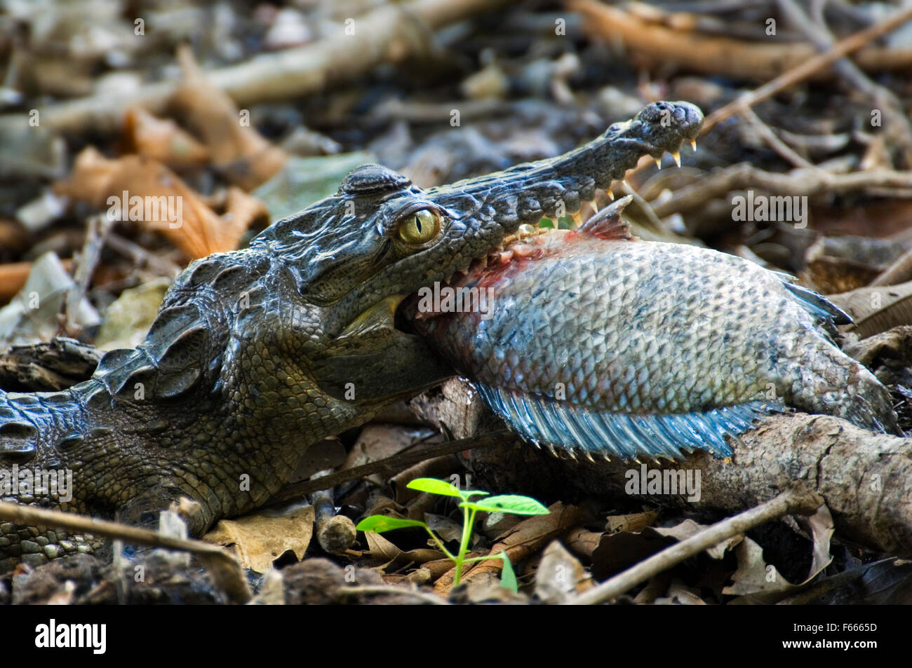 Young spectacled caiman / white caiman / common caiman (Caiman crocodilus) swallowing fish, Costa Rica Stock Photo