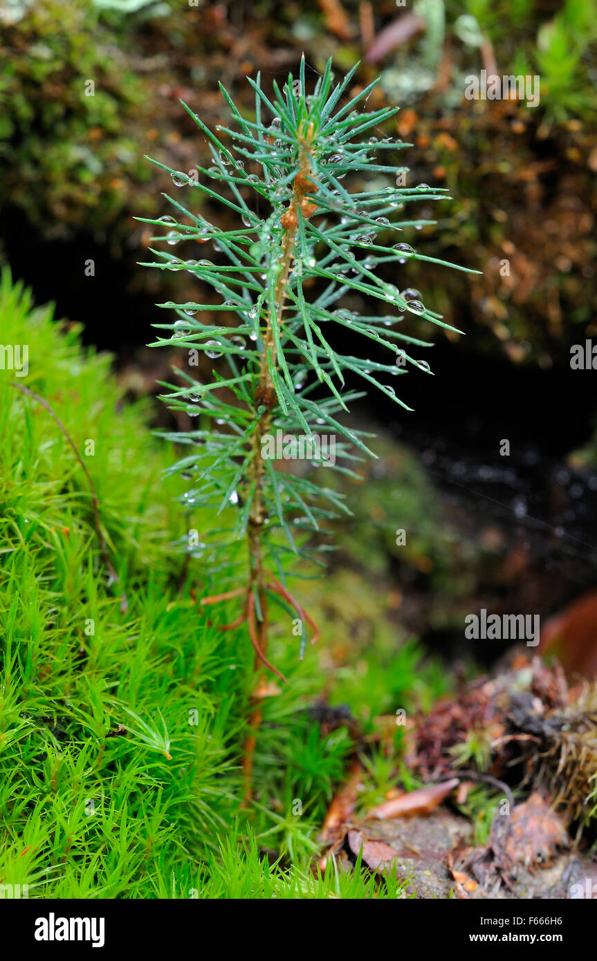 Norway Spruce Picea Abies Seedling Growing Amongst Moss In The Darsser Forest Western Pomerania Lagoon Area National Park Stock Photo Alamy