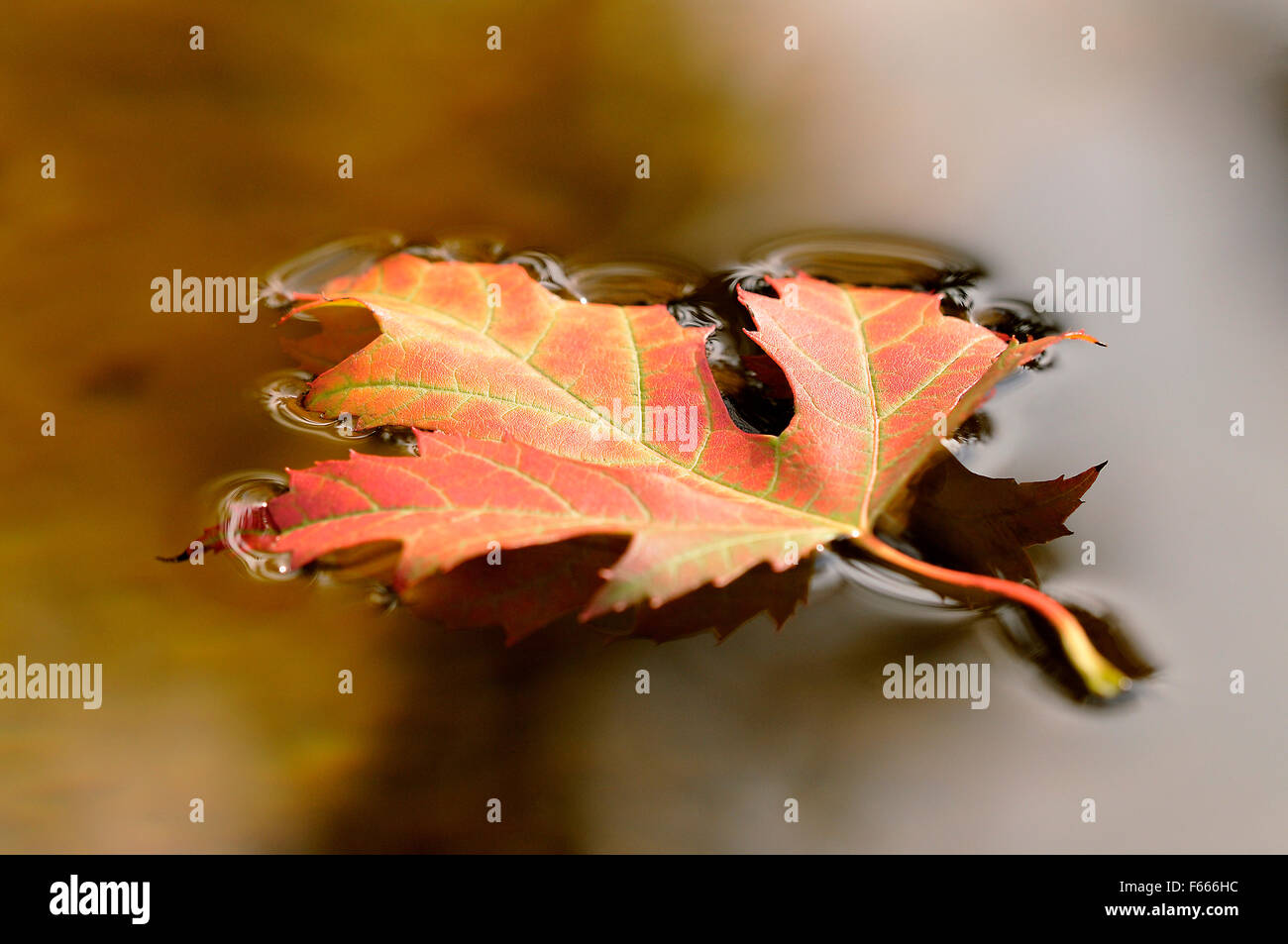Silver maple leaf (Acer saccharinum), single autumnal colored leaf floating on the water surface, Germany Stock Photo