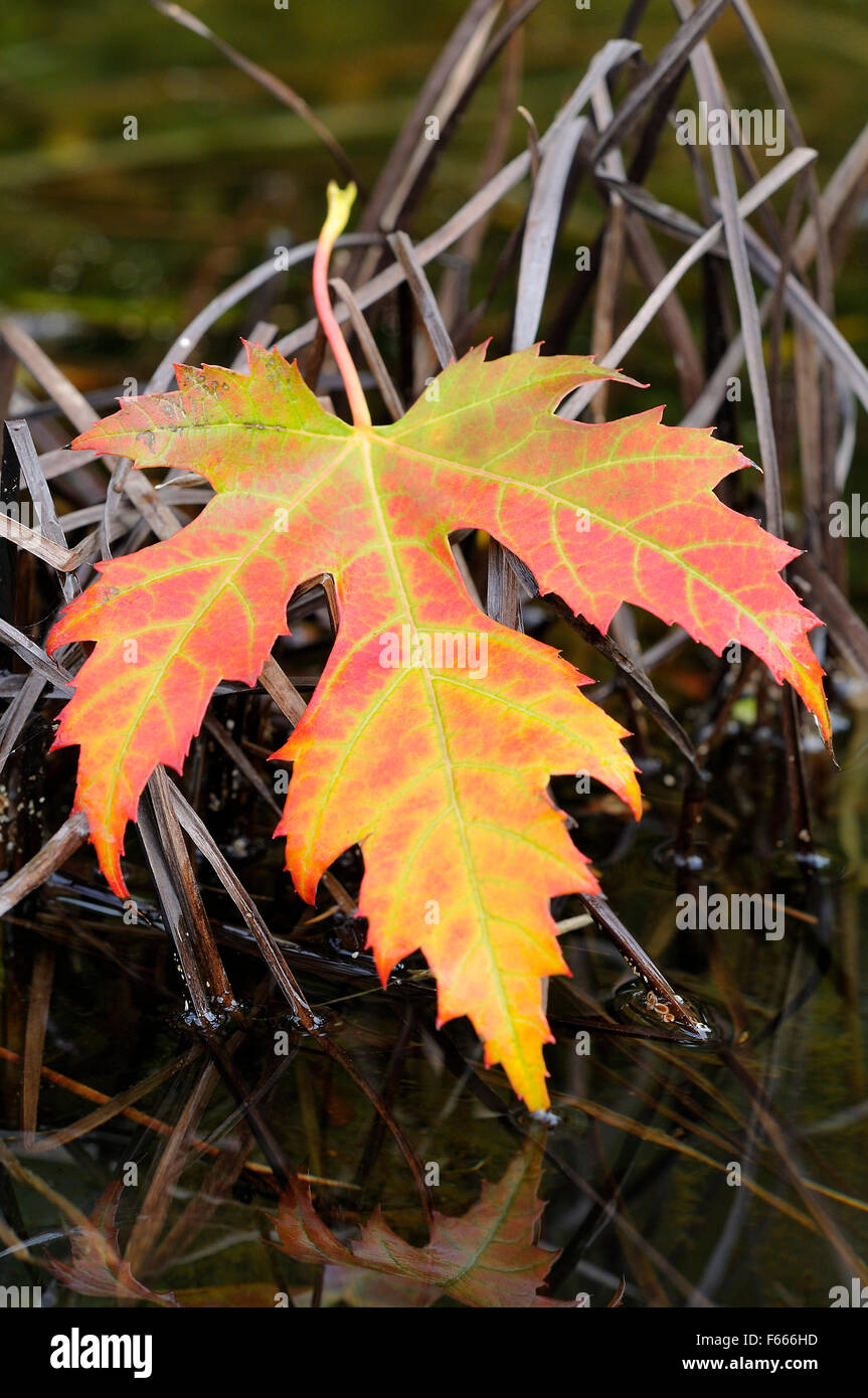Silver maple leaf (Acer saccharinum), single autumnal colored leaf on a water plant, Germany Stock Photo