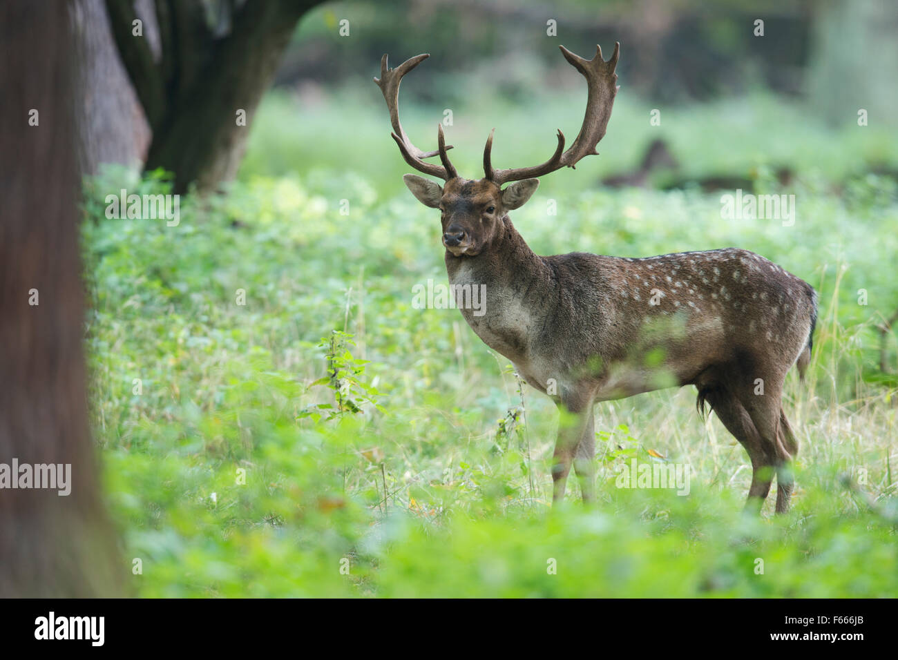 Fallow deer (Dama dama), buck, Lower Saxony, Germany Stock Photo