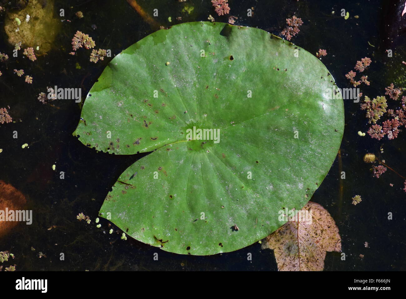 Frog lily pad pond hires stock photography and images Alamy