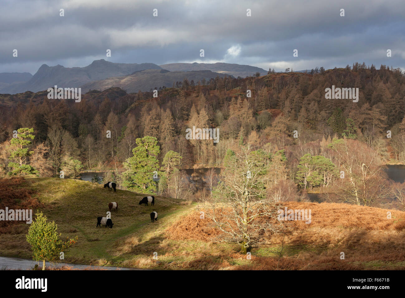 Tarn Hows with the Langdale Fells in the distance, Lake District National Park, Cumbria, England UK Stock Photo