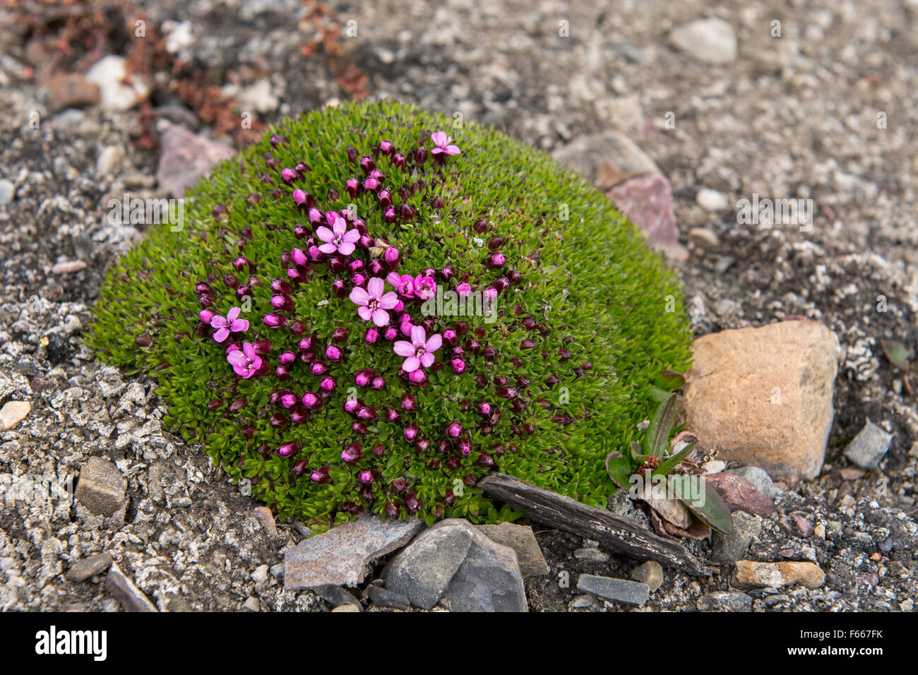 Norway, Svalbard, Spitsbergen, Fakse Bay (Faksevagen). Moss campion (Silene acaulis) aka cushion pink. Stock Photo