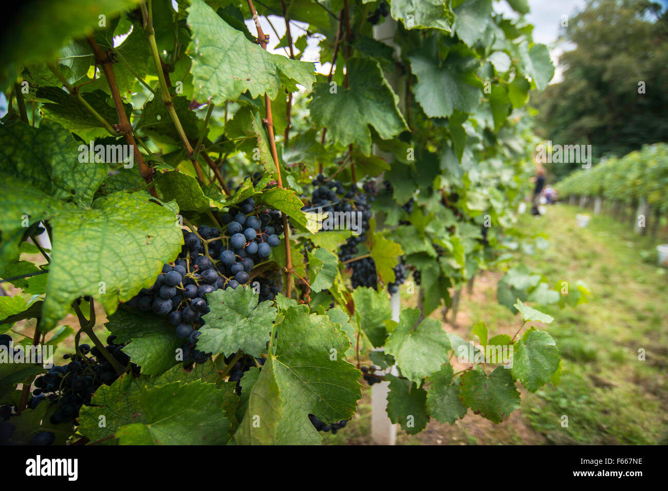 Grapes just before grape harvesting Stock Photo Alamy