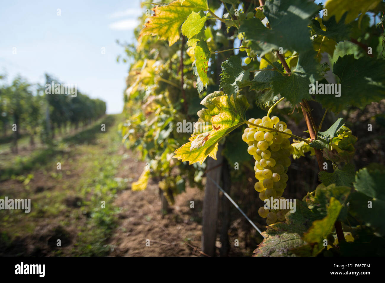 Grapes wine Stock Photo Alamy