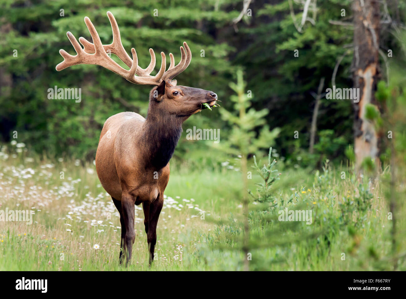 Bull elk with velvet on antlers in nature on Bow Valley Parkway, Banff National Park, Alberta, Canada Stock Photo
