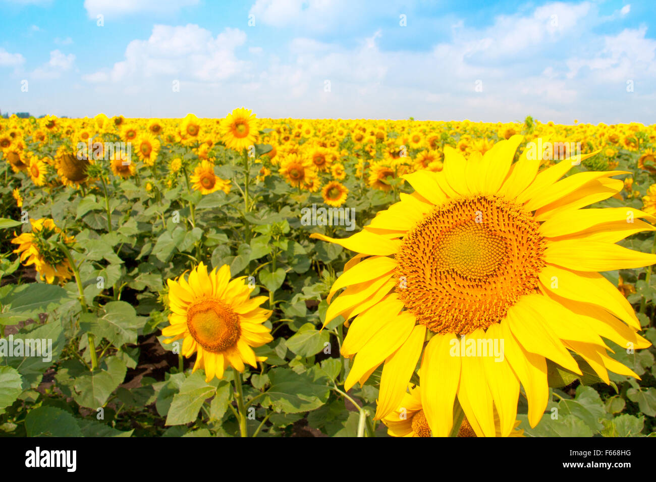Sunflower field and cloudy blue sky Stock Photo - Alamy