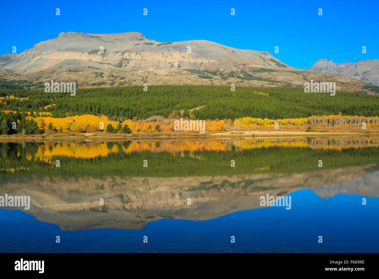 mountain peaks of glacier national park and aspen in fall color