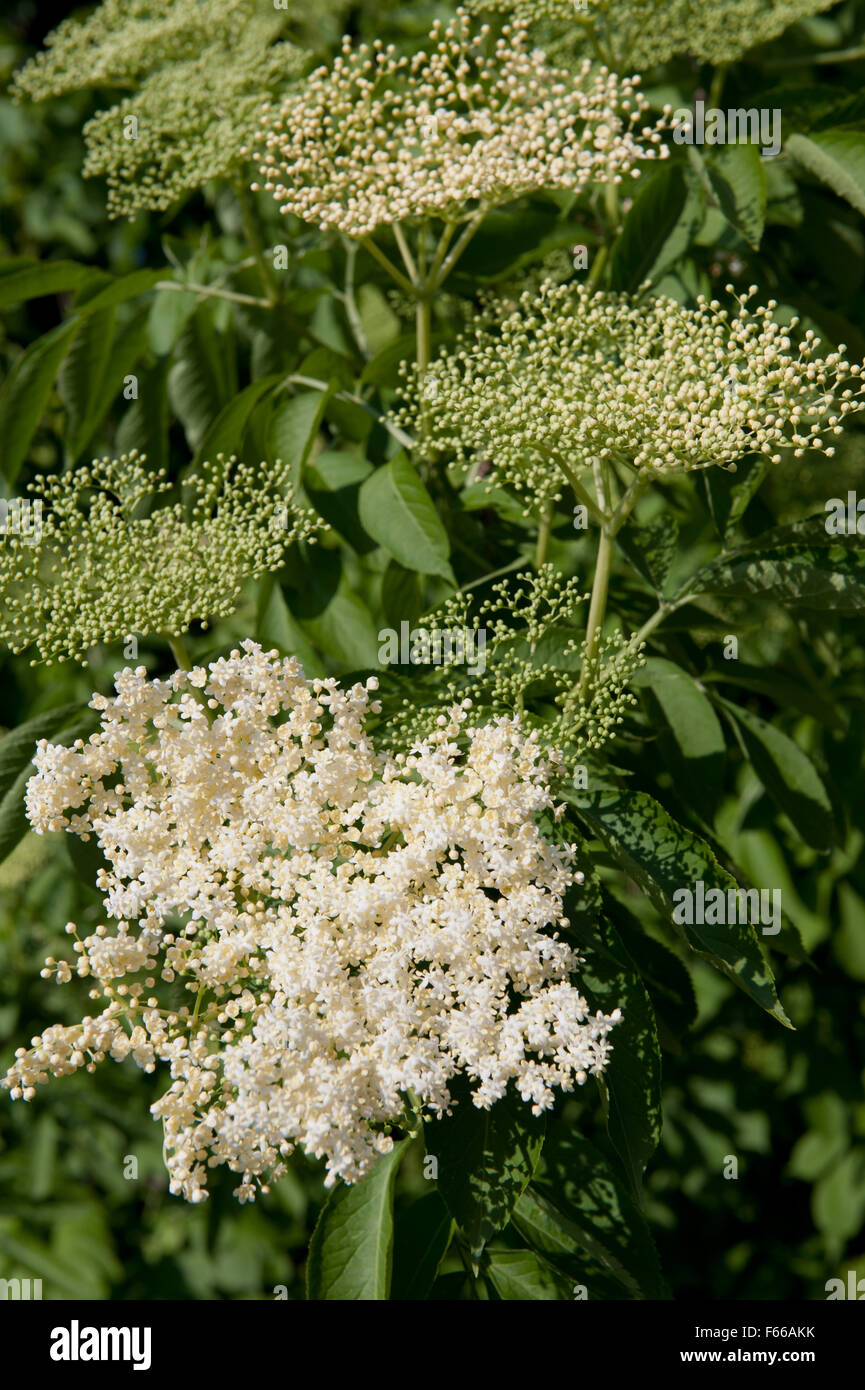 Elder white blossoms cluster, Sambucus nigra flowering medicinal shrub plant in the family Adoxaceae, deciduous tree... Stock Photo