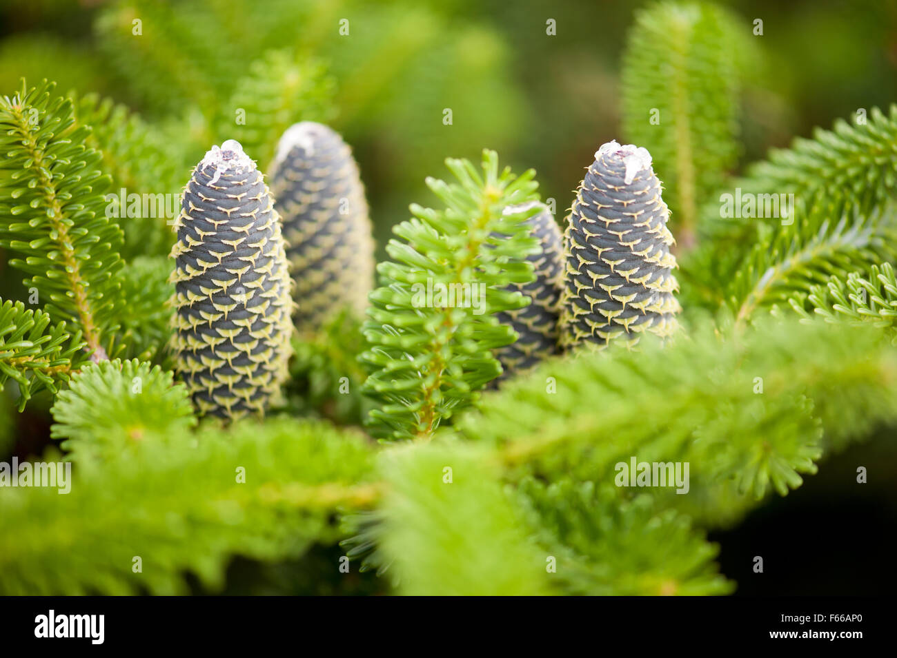 Fir cones fresh twig shoots in June, young evergreen coniferous Abies tree twigs with needle like flattened leaves and cylindric Stock Photo