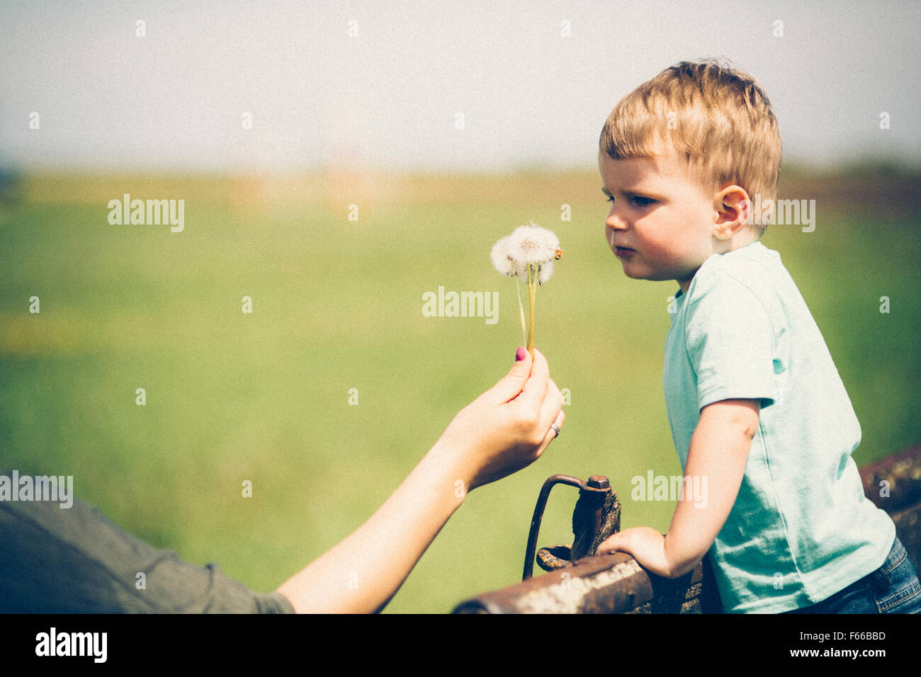 Parent holding a dandelion to be blown by child Stock Photo