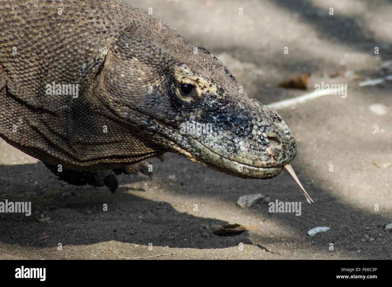Hungry Komodo Dragon sniffing out food Stock Photo