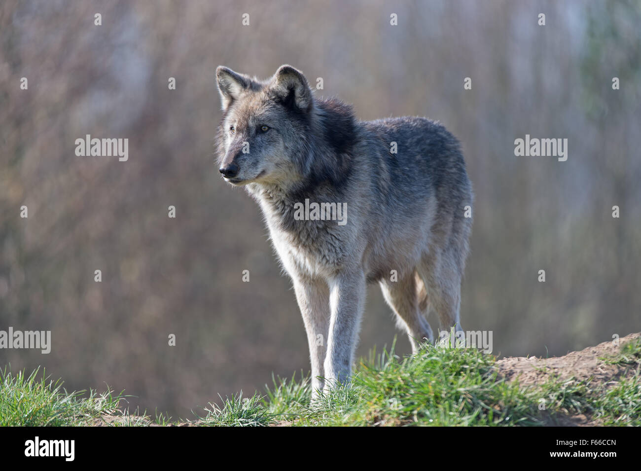 Grey Wolf (Canis Lupis) Stock Photo