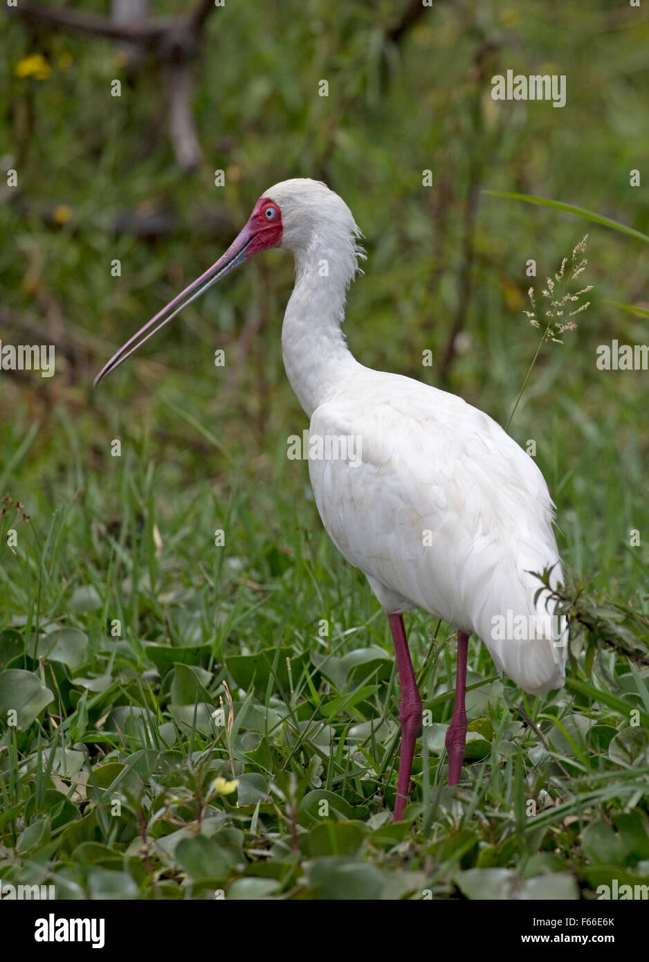 African spoonbill Platalea alba Lake Naivasha Kenya Stock Photo