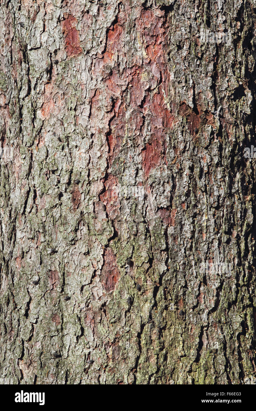 Natural background of Spruce bark. Stock Photo
