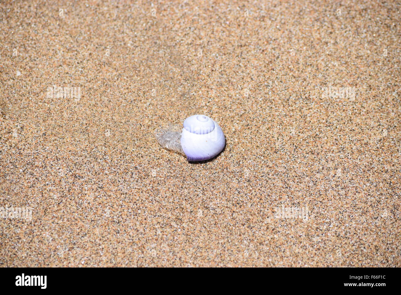unknown sea snail type creature found on the beach on Australia's east coast Stock Photo