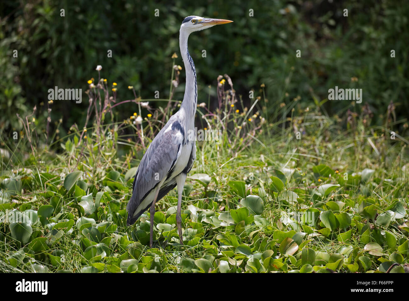 Grey heron Ardea cinerea Elsamere Lake Naivasha Kenya Stock Photo