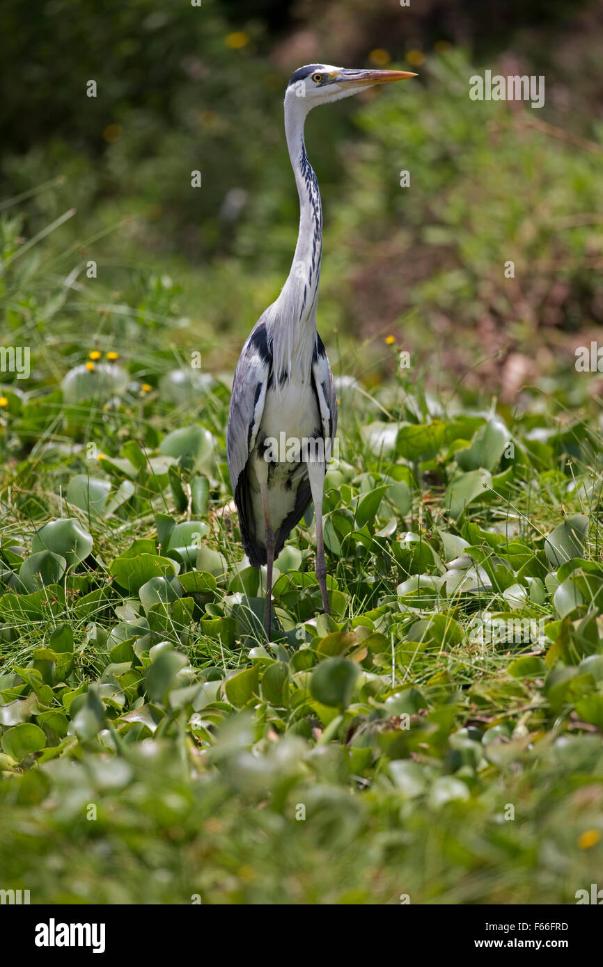 Grey heron Ardea cinerea Elsamere Lake Naivasha Kenya Stock Photo