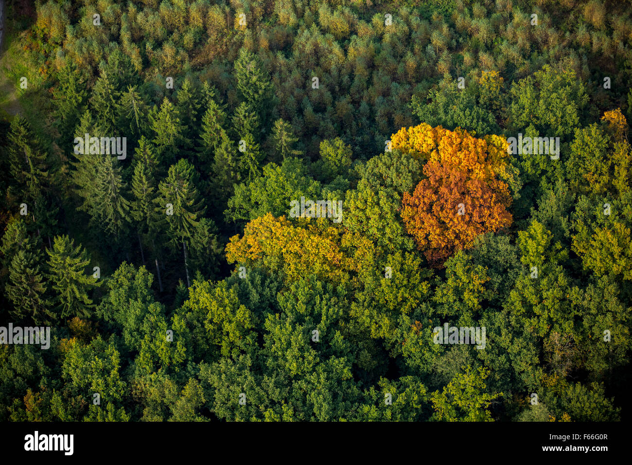 Autumn leaves, autumn forest, brightly colored in Arnsberg Forest in Meschede, Meschede, Sauerland, North Rhine-Westphalia, Stock Photo