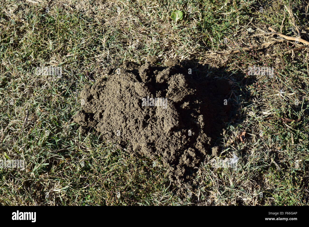 Hillock of the earth dug by a mole Stock Photo - Alamy