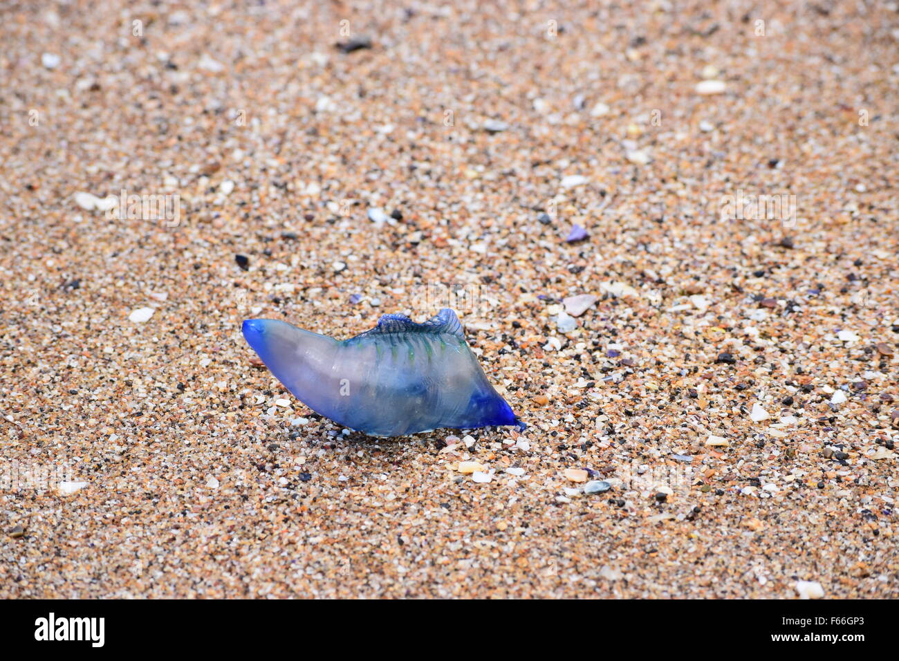 Unusual creature found on the beach at Elliott Heads, Bundaberg, Queensland, Australia Stock Photo