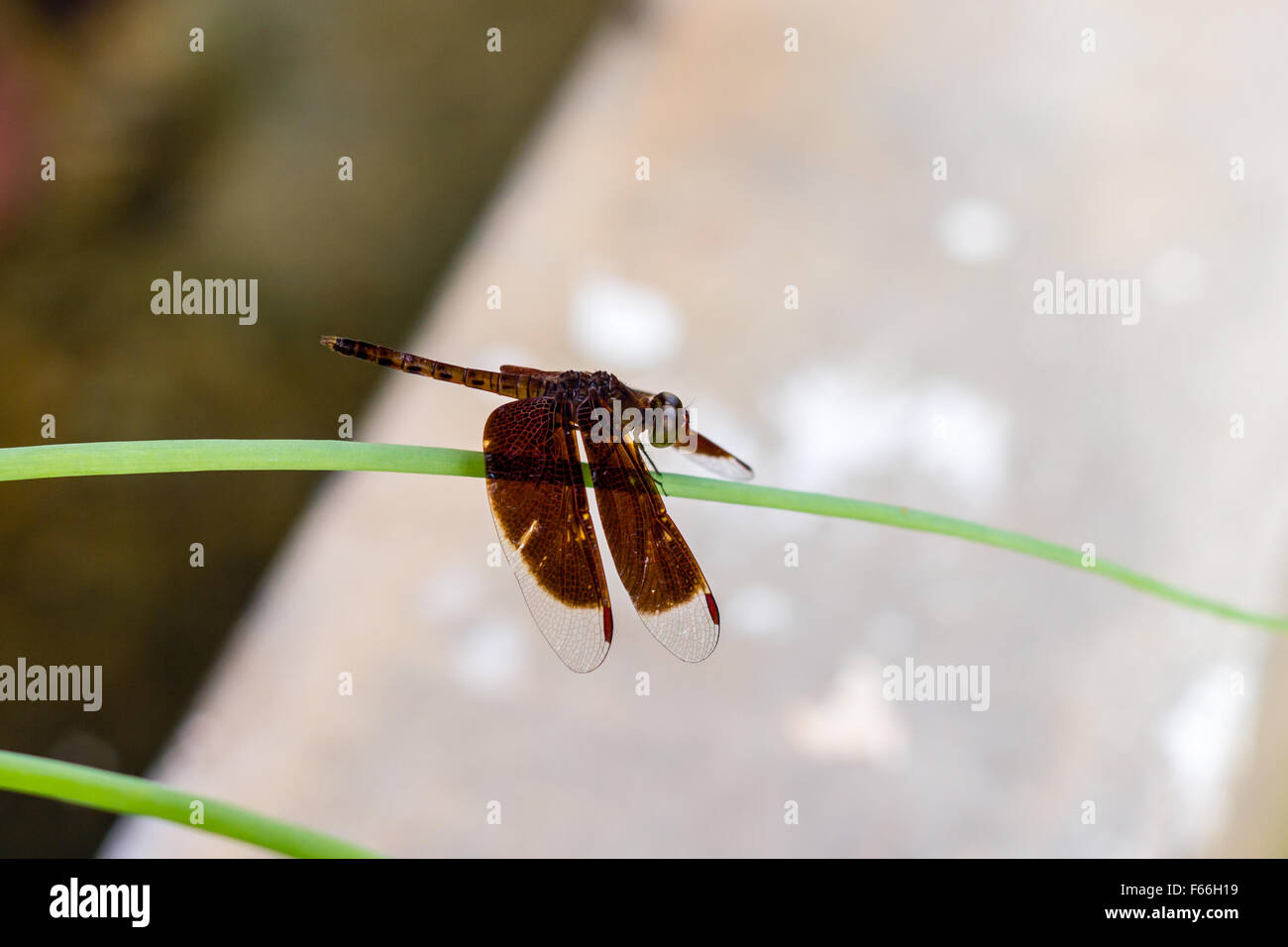 black dragonfly normal size on green leaf Stock Photo - Alamy