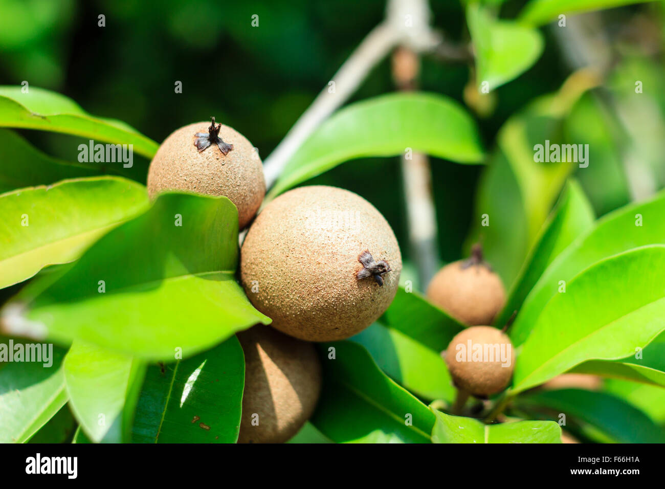 Ripening Sapodilla fruits in an organic garden Stock Photo - Alamy