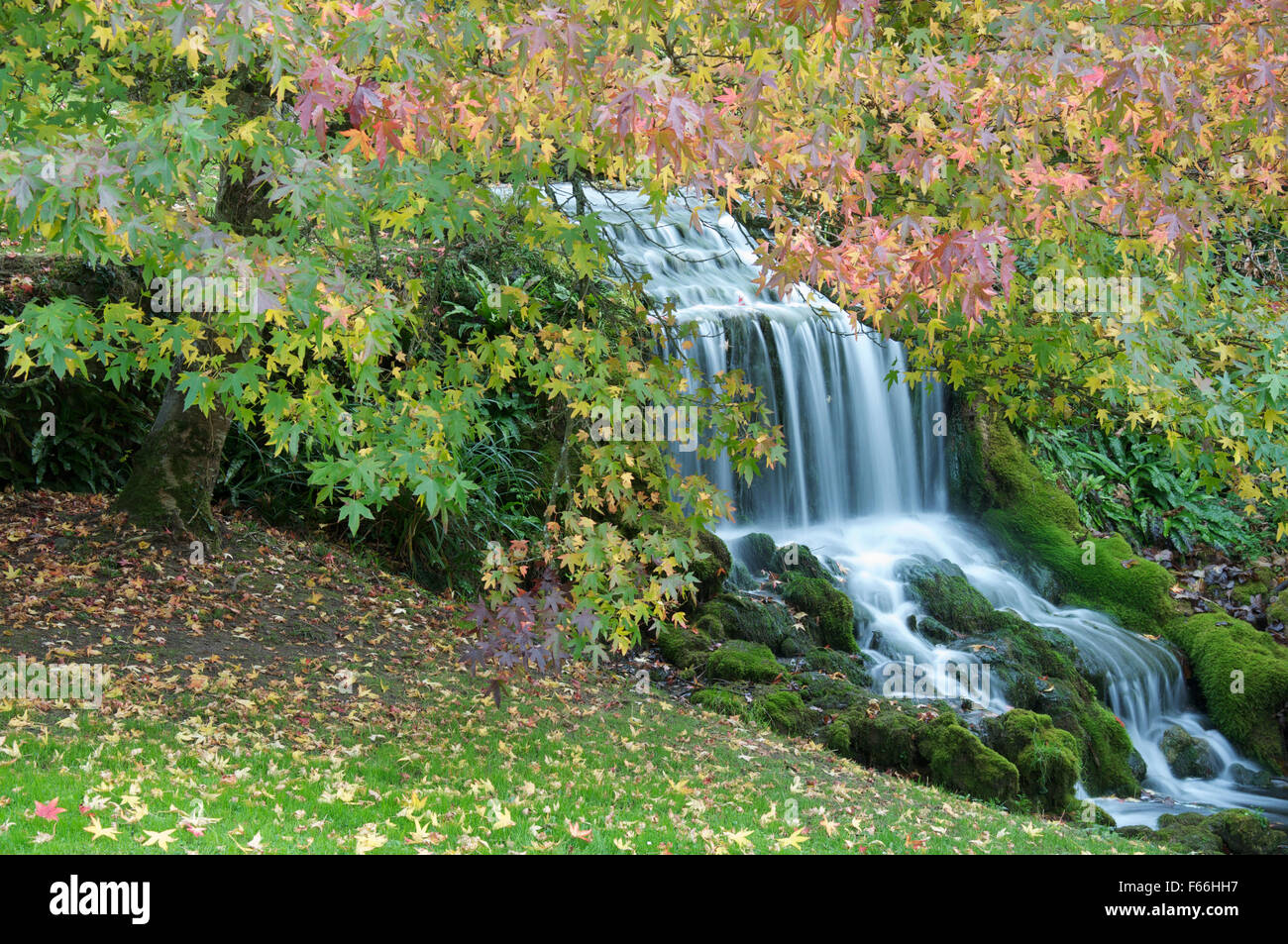Autumn leaves overhang a picturesque waterfall flowing from Bridehead Lake, the source of the River Bride at Littlebredy. Dorset, England, UK. Stock Photo