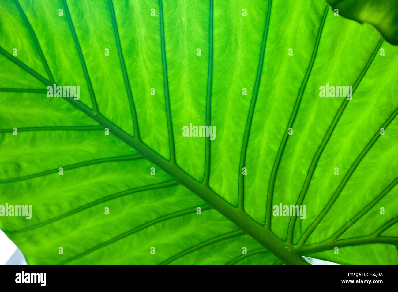 Green leaf background Stock Photo