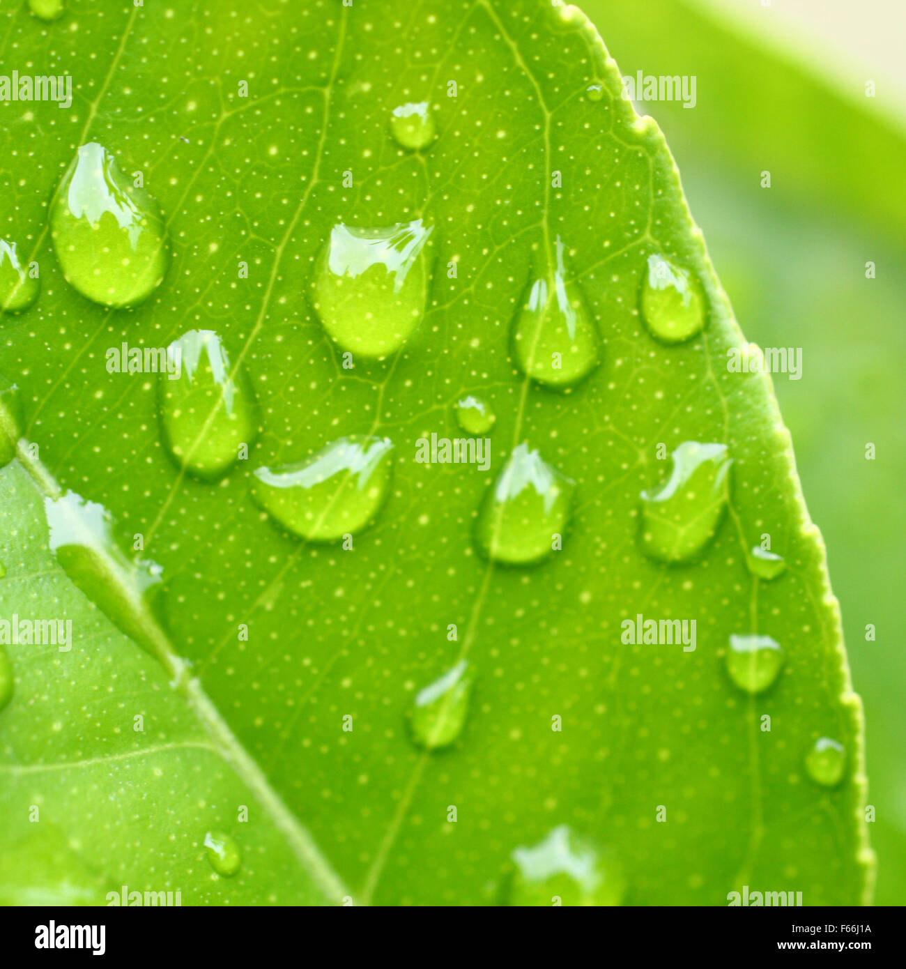 Water drops on fresh green leaf Stock Photo - Alamy